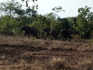 Elephants kill villager in Masinga