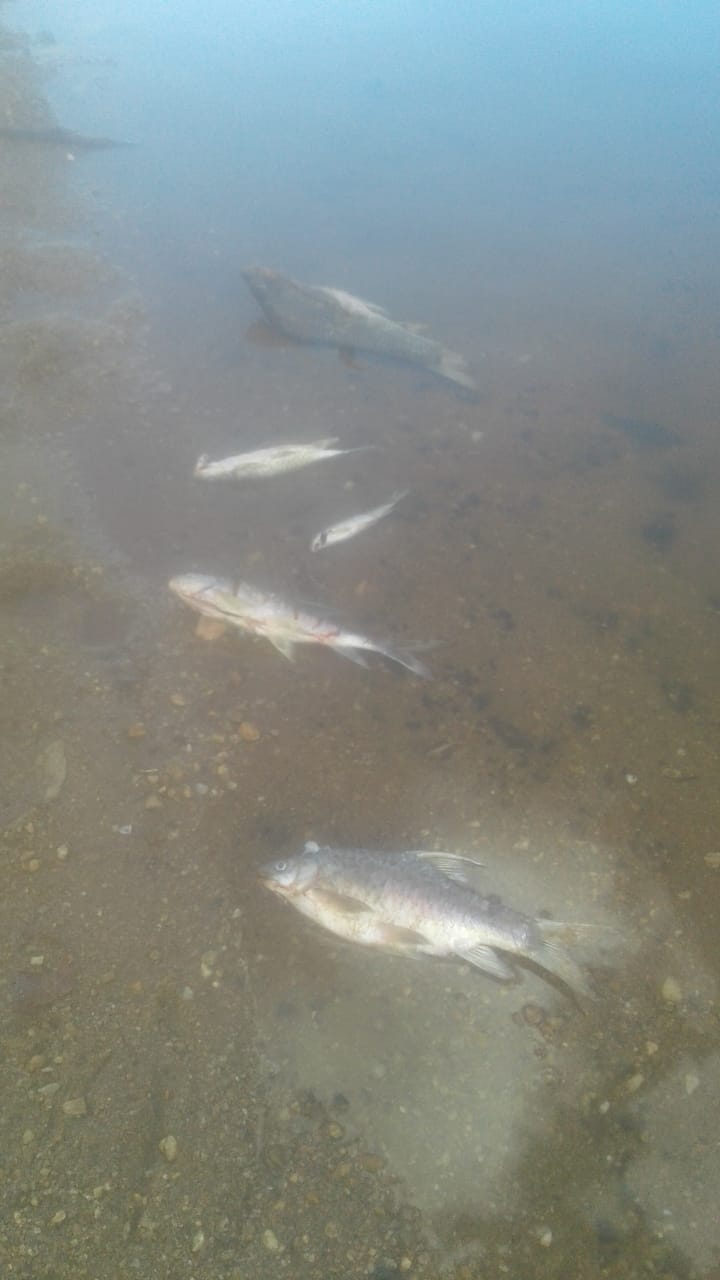 Fish found dead in Athi River