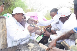 Cattle Vaccination begins in Makueni