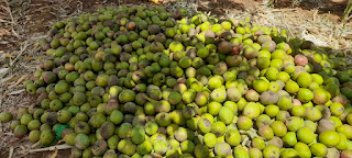 Bold step for Mango fruit
