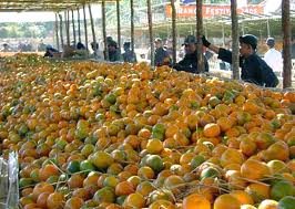 Fruit Farming